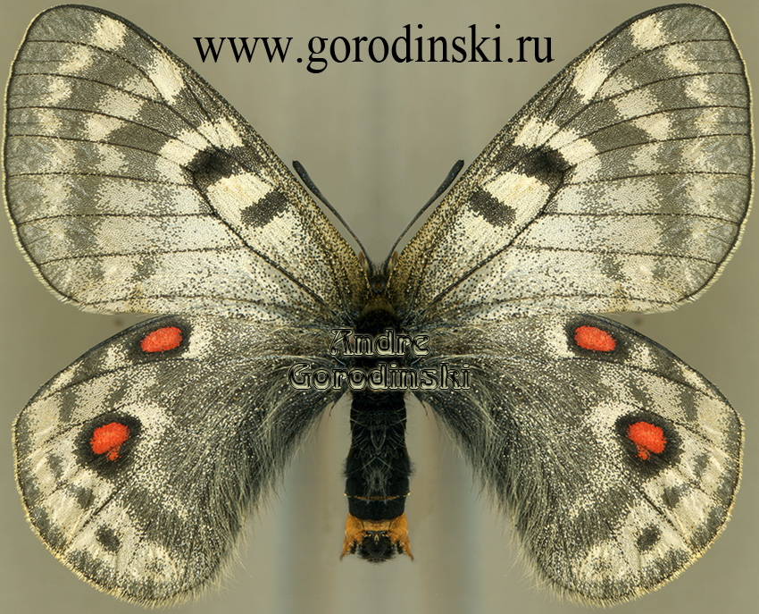 http://www.gorodinski.ru/papilionidae/Parnassius acdestis christianae.jpg